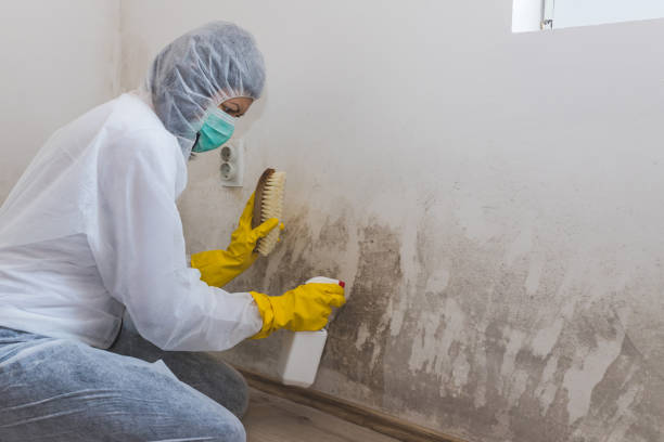 Best Basement Mold Remediation in Tatum, TX