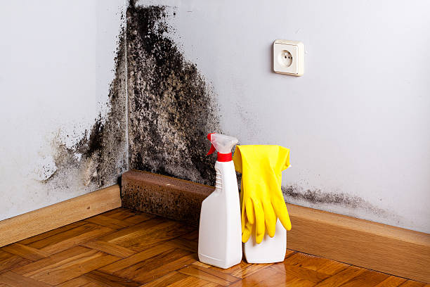 Best Residential Mold Remediation in Tatum, TX